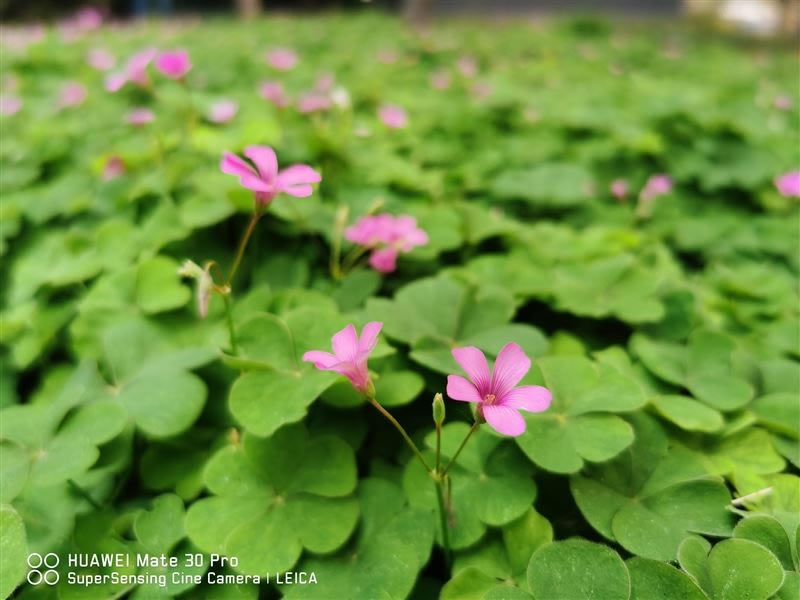 С��CC9 Pro�ʺ������� С��CC9 Pro�ֻ����/����/����/ϵͳ/����/������ʹ����������_�ֻ�����_�ֻ�ѧԺ_��վ