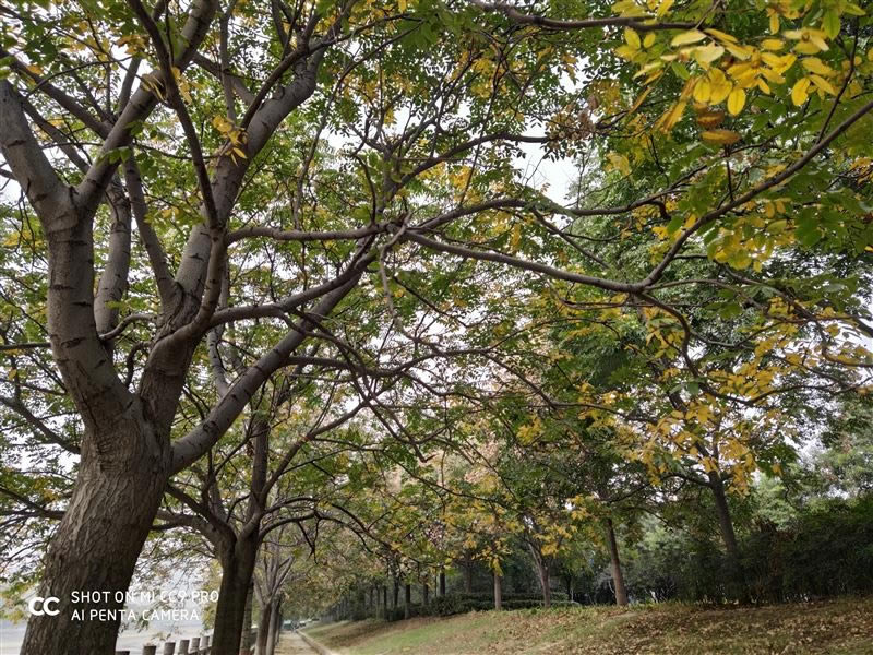 С��CC9 Pro�ʺ������� С��CC9 Pro�ֻ����/����/����/ϵͳ/����/������ʹ����������_�ֻ�����_�ֻ�ѧԺ_��վ