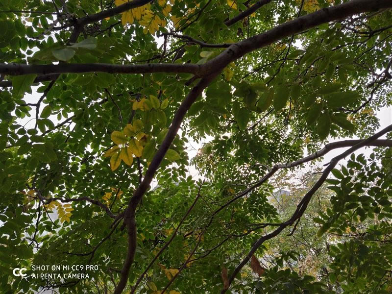 С��CC9 Pro�ʺ������� С��CC9 Pro�ֻ����/����/����/ϵͳ/����/������ʹ����������_�ֻ�����_�ֻ�ѧԺ_��վ