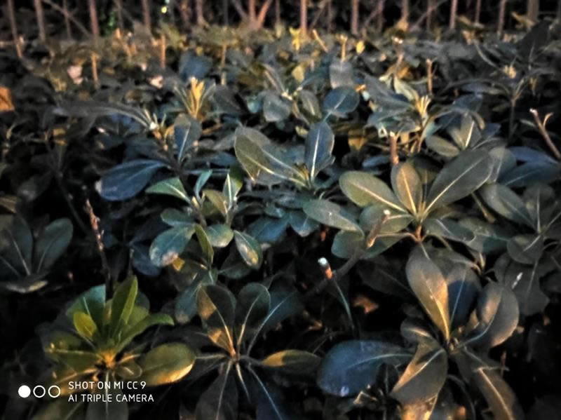 С��CC9�ֻ�������� С��CC9�ֻ�ȫ������_�ֻ�����_�ֻ�ѧԺ_��վ