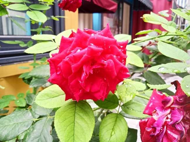 Redmi 9A值得入手吗 Redmi 9A上手体验评测_手机评测_手机学院_本站