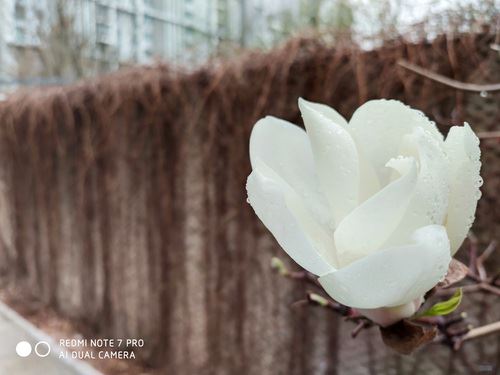 红米Note7 Pro外观、硬件配置、游戏性能、跑分及实拍效果详细评测_手机评测_手机学院_本站