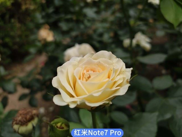 realme X和红米Note7 Pro哪个拍照好 realme X红米Note7 Pro拍照效果全面评测_手机评测_手机学院_本站