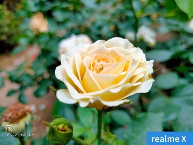 realme X和红米Note7 Pro配置哪个好 realme X红米Note7 Pro区别对比介绍_手机评测_手机学院_本站