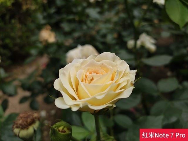 realme X和红米Note7 Pro配置哪个好 realme X红米Note7 Pro区别对比介绍_手机评测_手机学院_本站