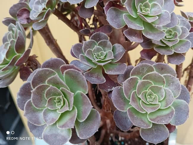 Redmi Note11怎么样 Redmi Note11体验评测_手机评测_手机学院_本站