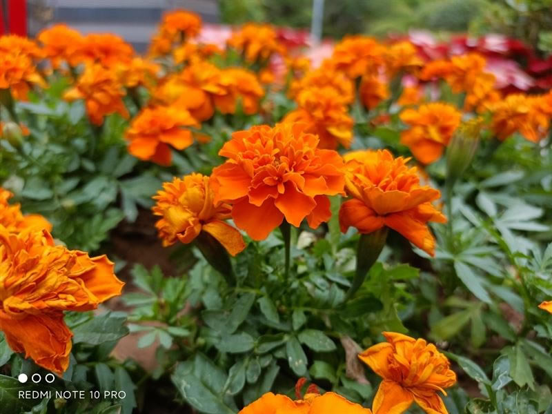 Redmi Note 10 Pro好不好用 Redmi Note 10 Pro使用体验_手机评测_手机学院_本站