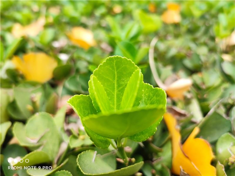 Redmi Note 9 Pro值得入手吗 Redmi Note 9 Pro手机全方位评测_手机评测_手机学院_本站