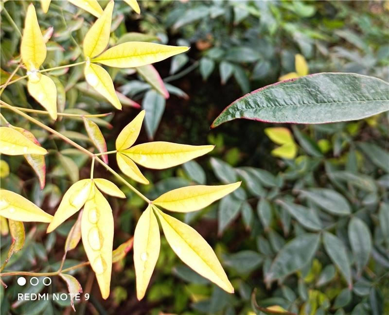 Redmi Note9好不好用 Redmi Note9上手体验_手机评测_手机学院_本站