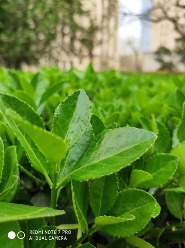 Redmi Note7 Pro评测 索尼IMX586+骁龙675千元全能王_手机评测_手机学院_本站