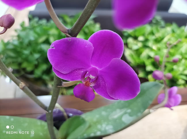 Redmi Note 10ֵ Redmi Note 10_ֻ_ֻѧԺ_վ