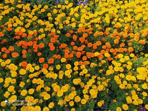 Redmi Note8值得买吗 Redmi Note8手机上手体验及评测_手机评测_手机学院_本站