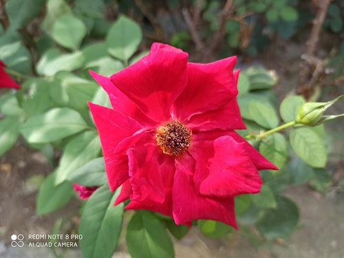 Redmi Note8Pro手机值得买吗 Redmi Note8Pro手机详细评测_手机评测_手机学院_本站