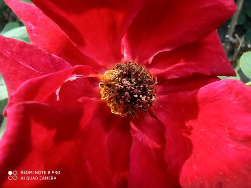 Redmi Note8Pro手机值得买吗 Redmi Note8Pro手机详细评测_手机评测_手机学院_本站