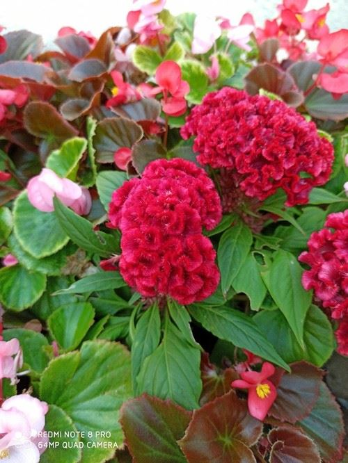 荣耀9XPRO和Redmi Note8Pro哪款拍照好 两款手机拍照对比_手机评测_手机学院_本站