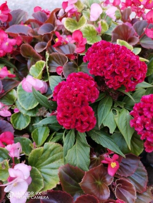 荣耀9XPRO和Redmi Note8Pro哪款拍照好 两款手机拍照对比_手机评测_手机学院_本站