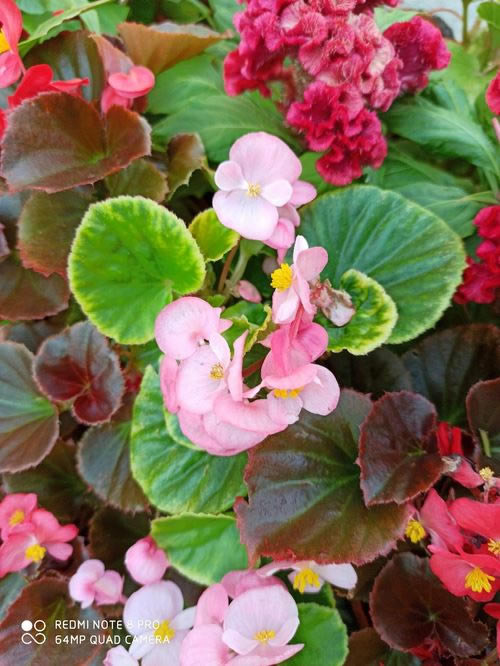 荣耀9XPRO和Redmi Note8Pro哪款拍照好 两款手机拍照对比_手机评测_手机学院_本站