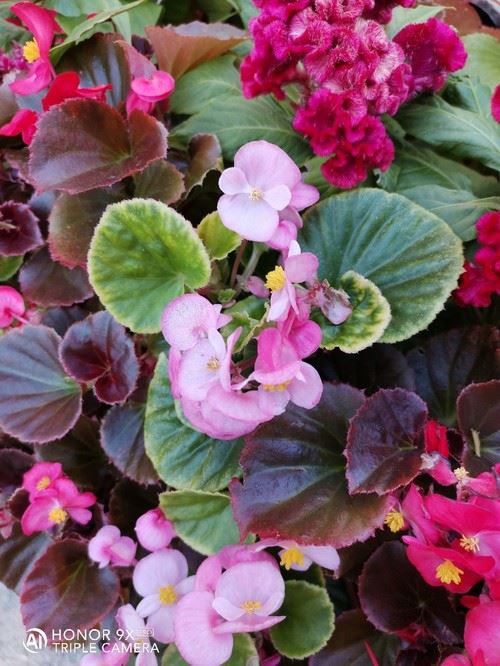 荣耀9XPRO和Redmi Note8Pro哪款拍照好 两款手机拍照对比_手机评测_手机学院_本站