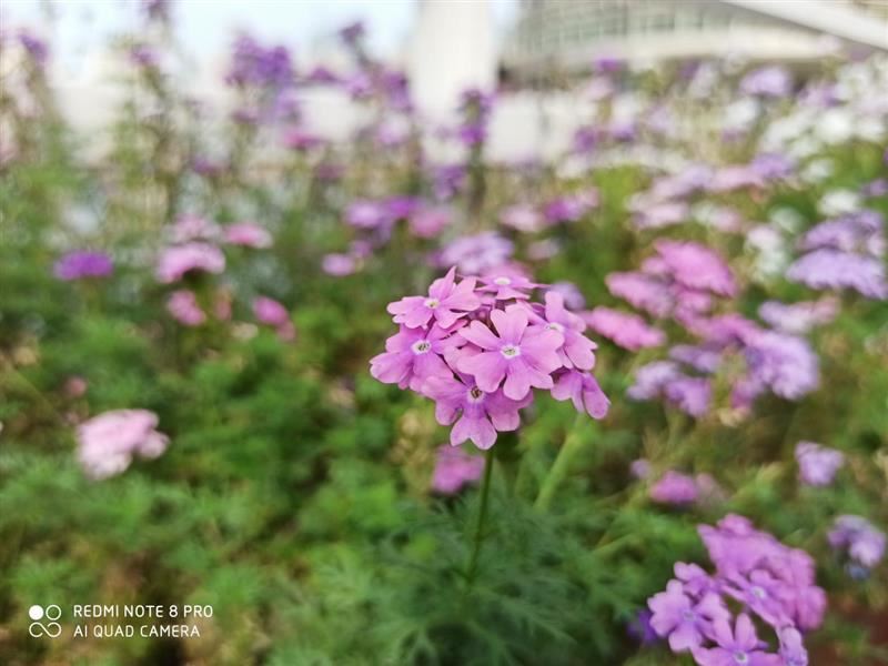 Note8Proֵֻ Note8Proֻȫ_ֻ_ֻѧԺ_վ