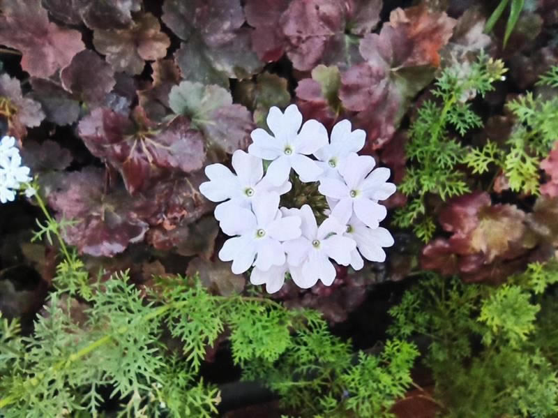 红米Note8Pro手机值得入手吗 红米Note8Pro手机全面评测_手机评测_手机学院_本站