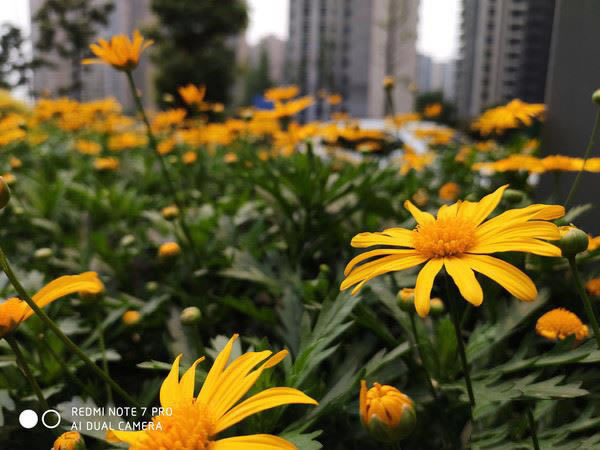 红米Redmi Note7Pro和PhoneX拍照效果对比_手机评测_手机学院_本站