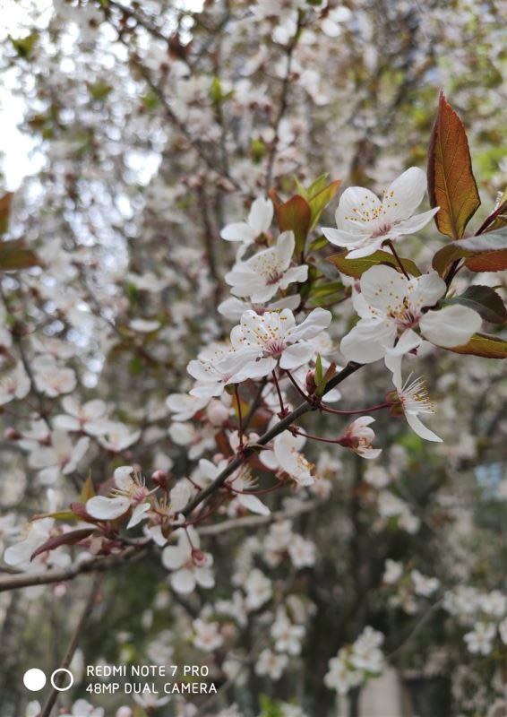 Redmi Note7 Pro IMX586+675ǧԪȫ_ֻ_ֻѧԺ_վ