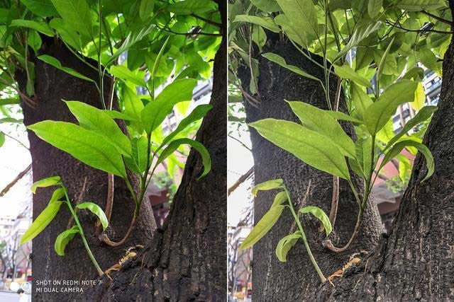 红米Note7拍照效果怎么样 红米Note 7相机评测_手机评测_手机学院_本站