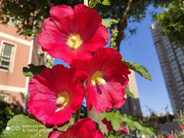 Redmi K20 Pro Redmi K20 Proֻȫ_ֻ_ֻѧԺ_վ